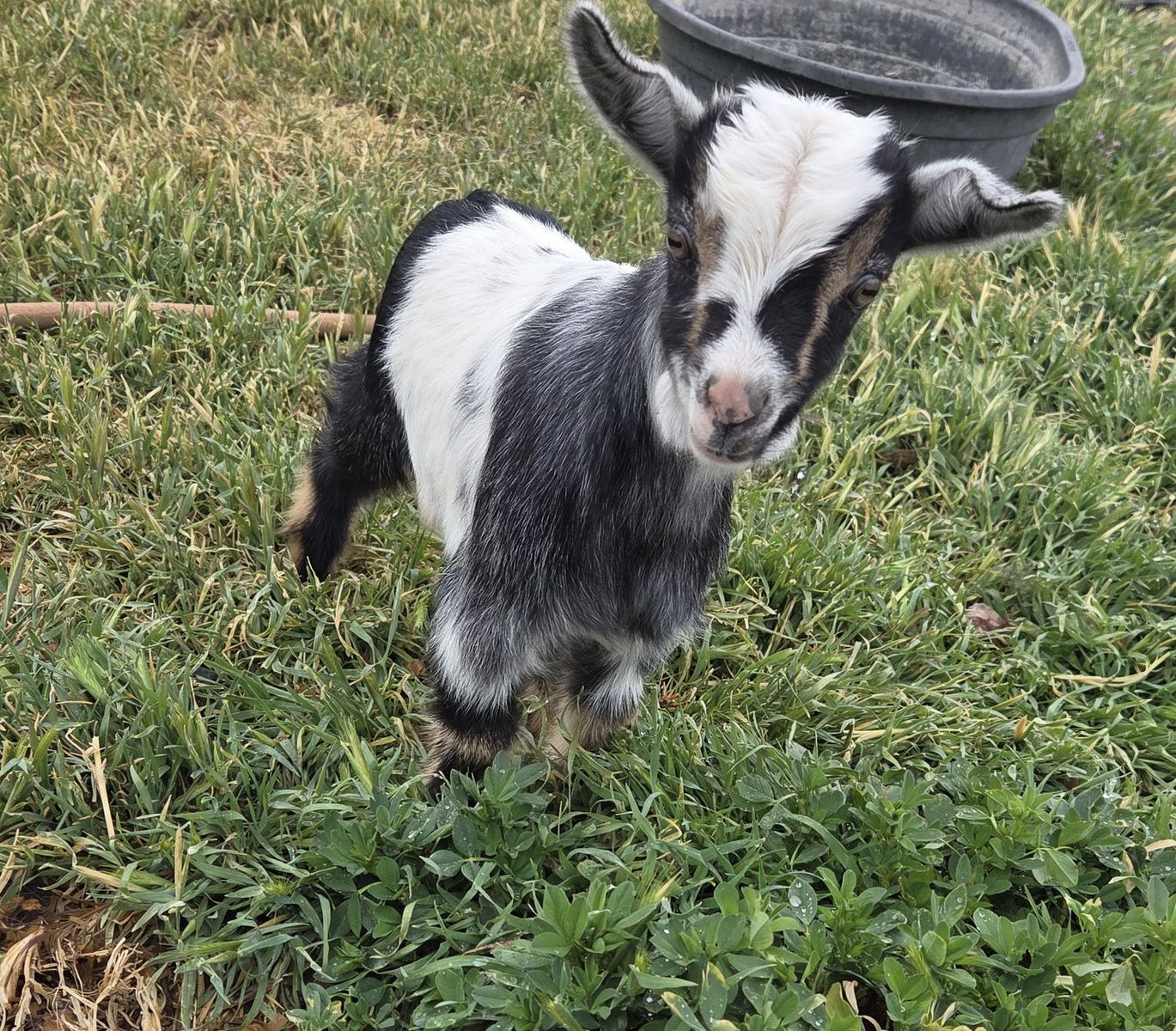 Nigerian Dwarf Buckling