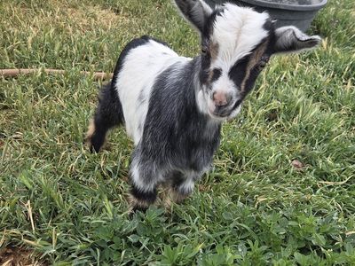 Nigerian Dwarf Buckling