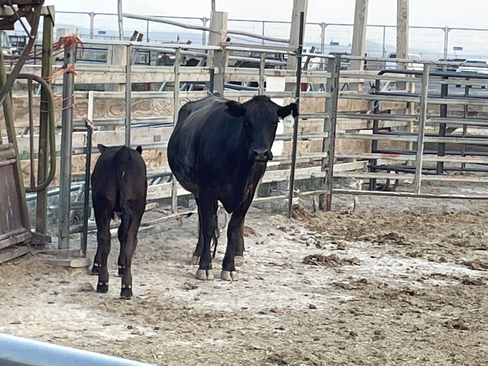 4-year-old angus heifer