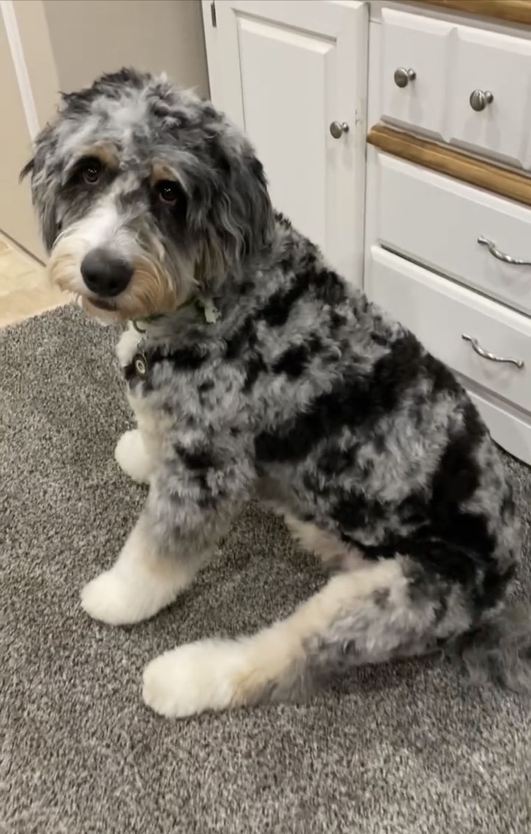 Adult Bernedoodle For Sale