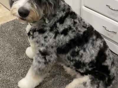 Adult Bernedoodle For Sale