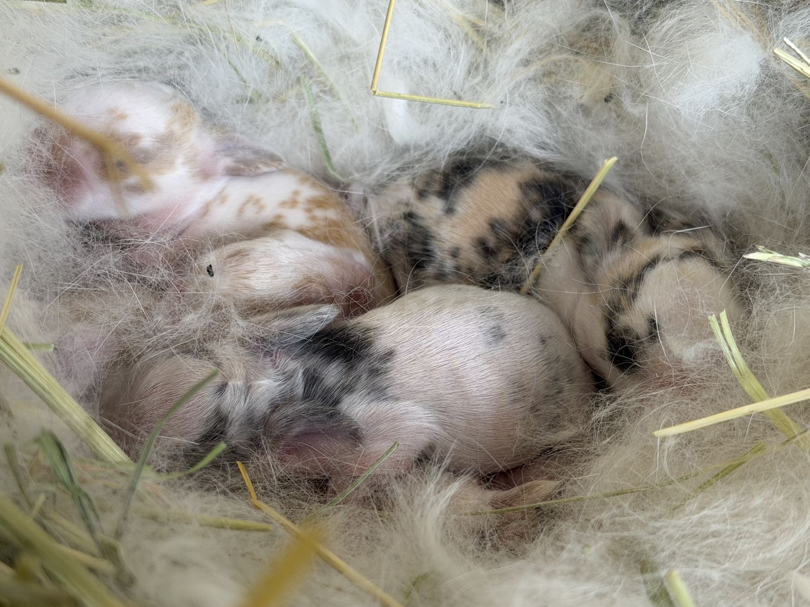 Mini Holland Lop Babies