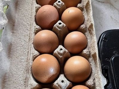 Hatching eggs