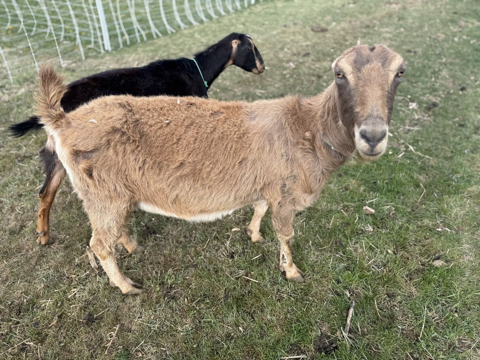 LaMancha Dairy Goats