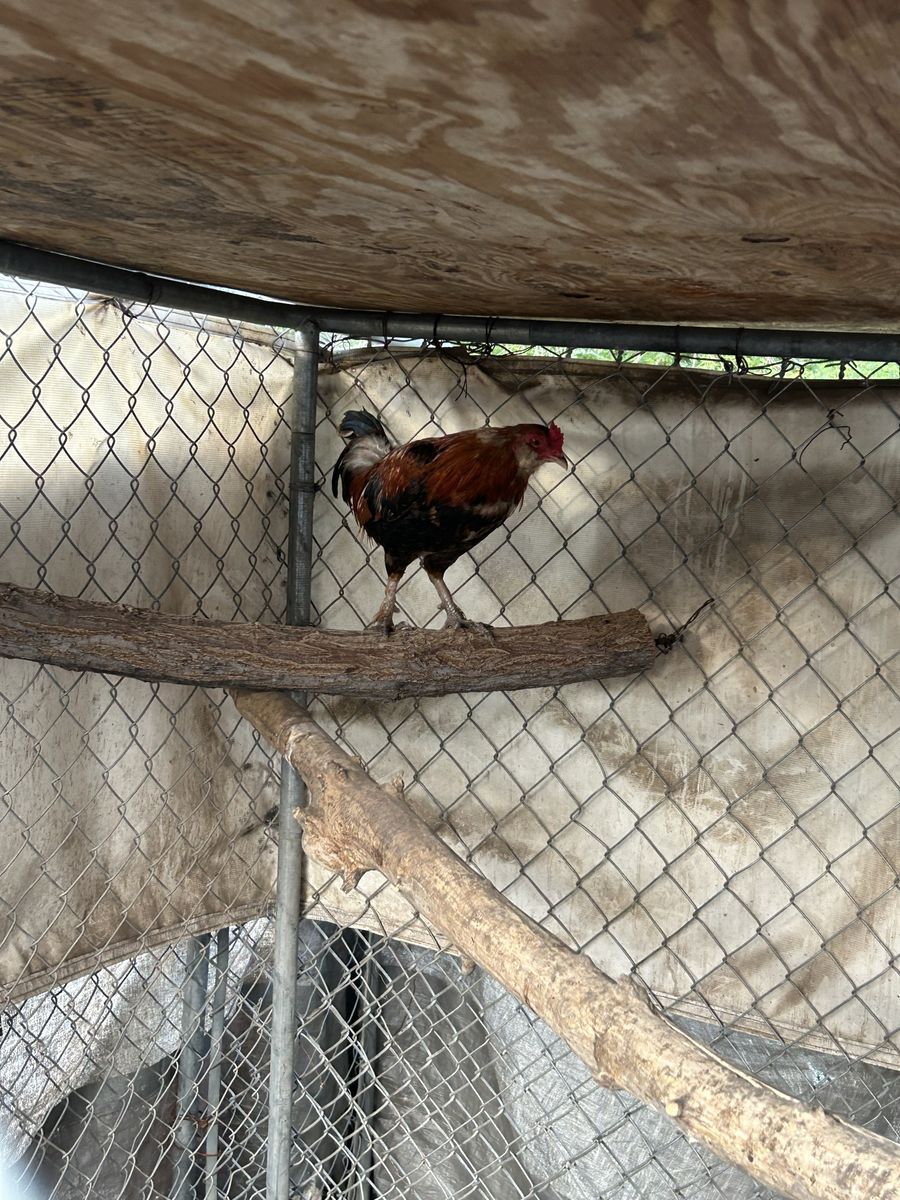Healthy Rooster - Vibrant Feathers, Active & Alert