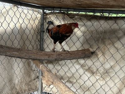 Healthy Rooster - Vibrant Feathers, Active & Alert