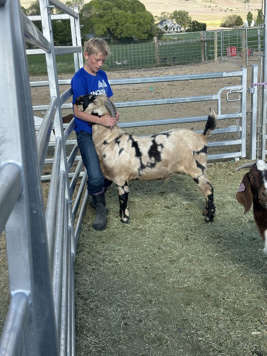 Buck ABGA Registered Dappled Boer goat breeding