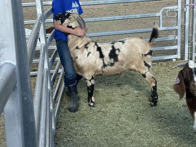 Buck ABGA Registered Dappled Boer goat breeding