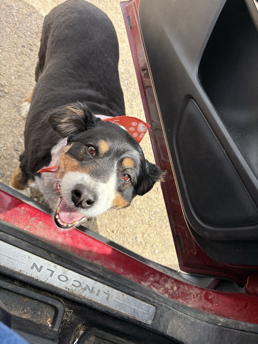 Sweet Tricolor Australian Shepherd - Loves Kids & Playing Fetch! Needs New Home