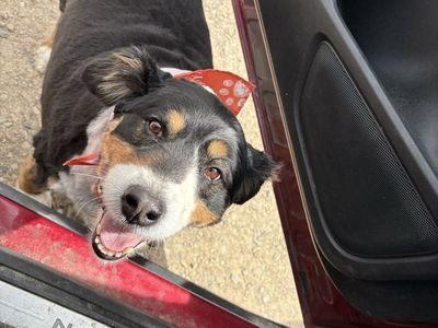 Sweet Tricolor Australian Shepherd - Loves Kids & Playing Fetch! Needs New Home