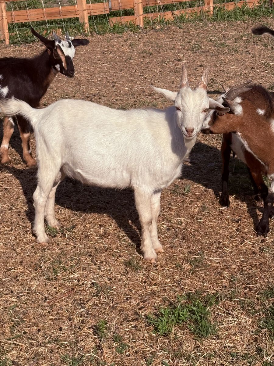 Nigerian dwarf Billy’s