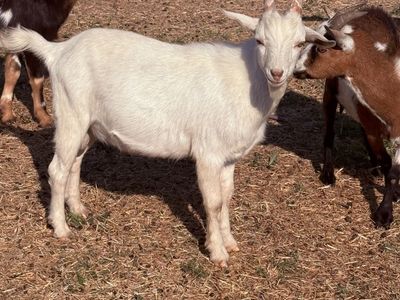 Nigerian dwarf Billy’s