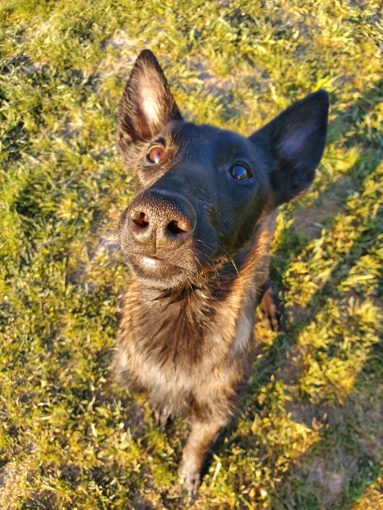 BELGIAN MALINOIS PUREBRED