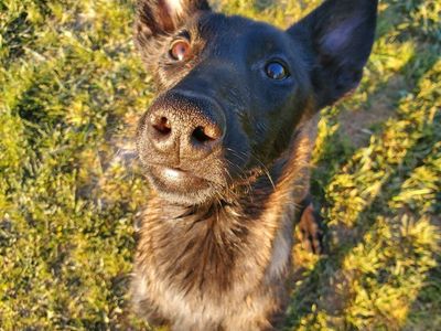 BELGIAN MALINOIS PUREBRED