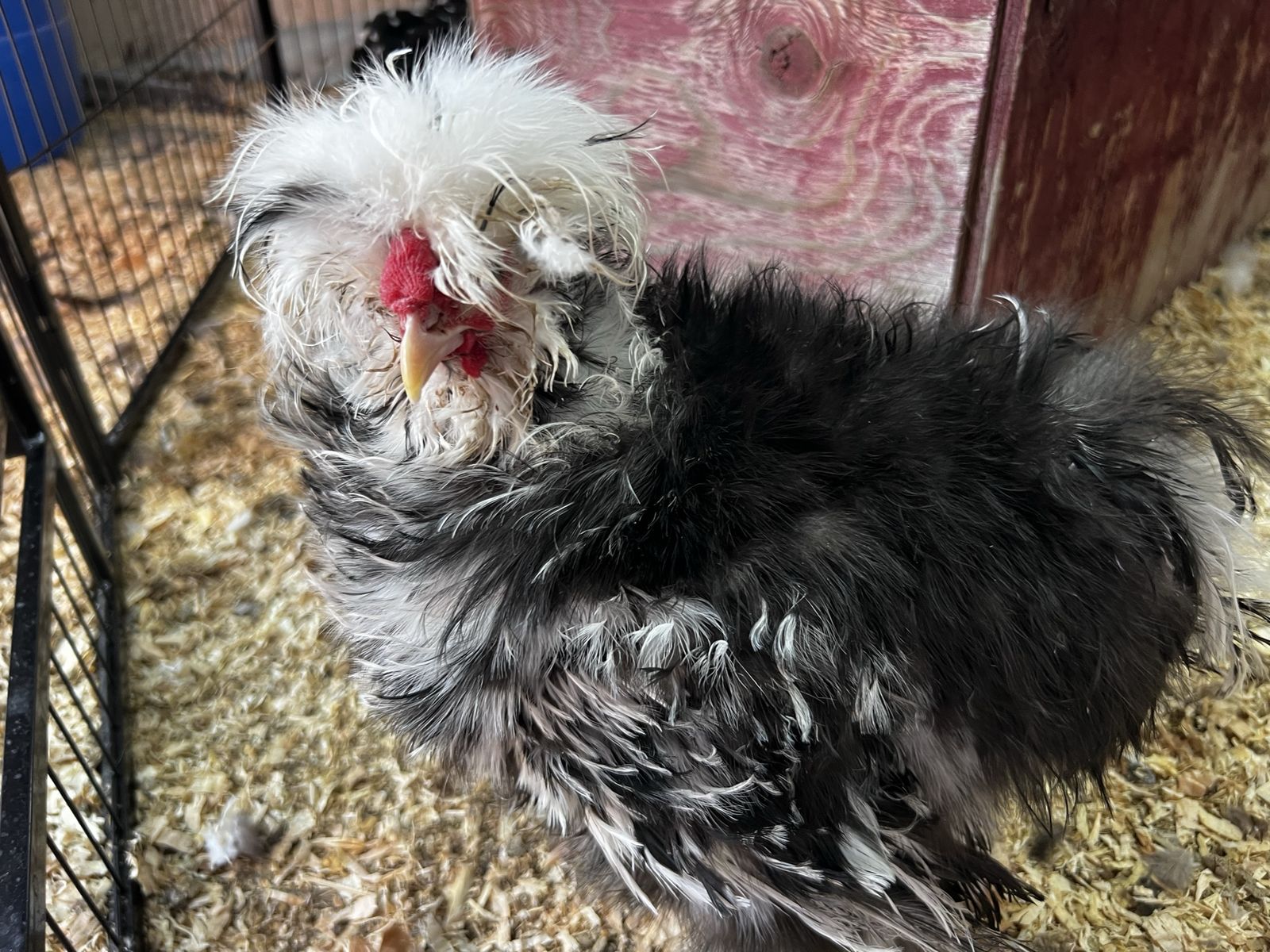 Mottled Wooly Silkie Rooster 