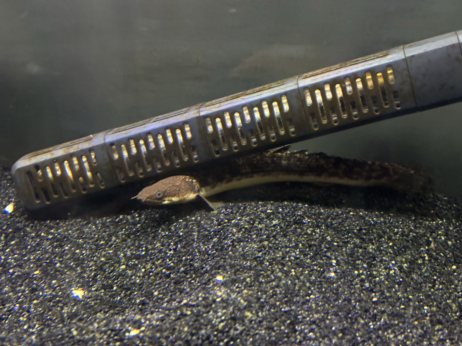 palama bicher