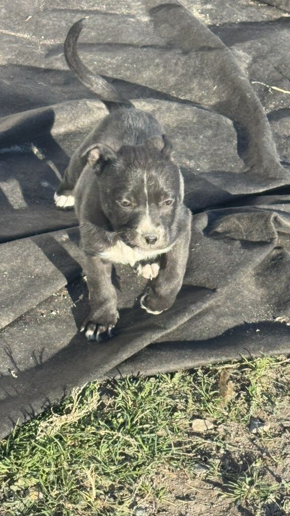 Boarder Collie/Mini Aussie And Bully Mox