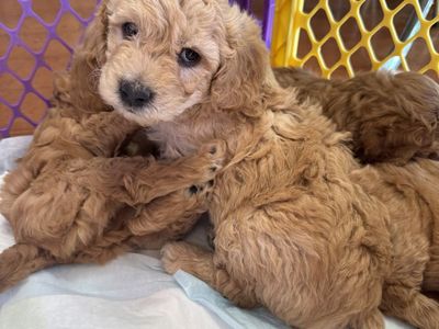Golden Doodles F1b Mini