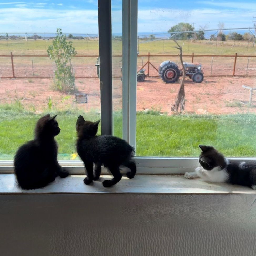 Manx Kittens!! Rumpy & Long Tails!
