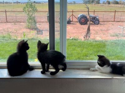 Manx Kittens!! Rumpy & Long Tails!