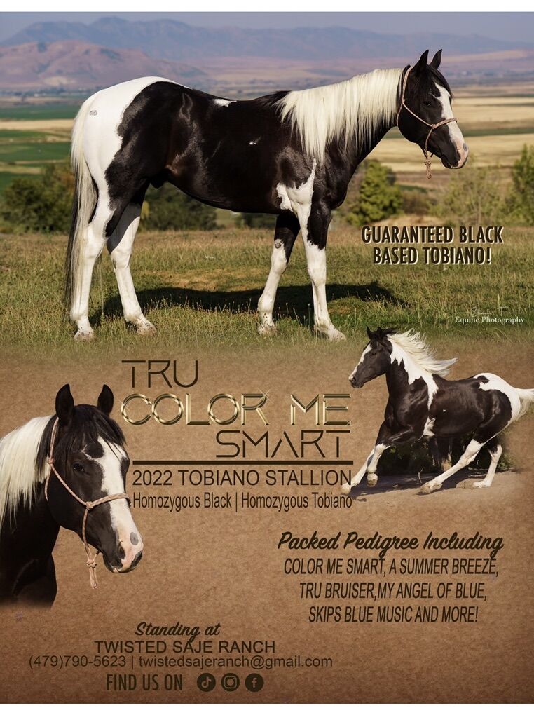 APHA Stallion TRU COLOR ME SMART HMZ Blk & Tobiano