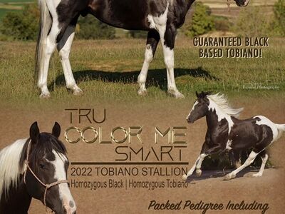APHA Stallion TRU COLOR ME SMART HMZ Blk & Tobiano