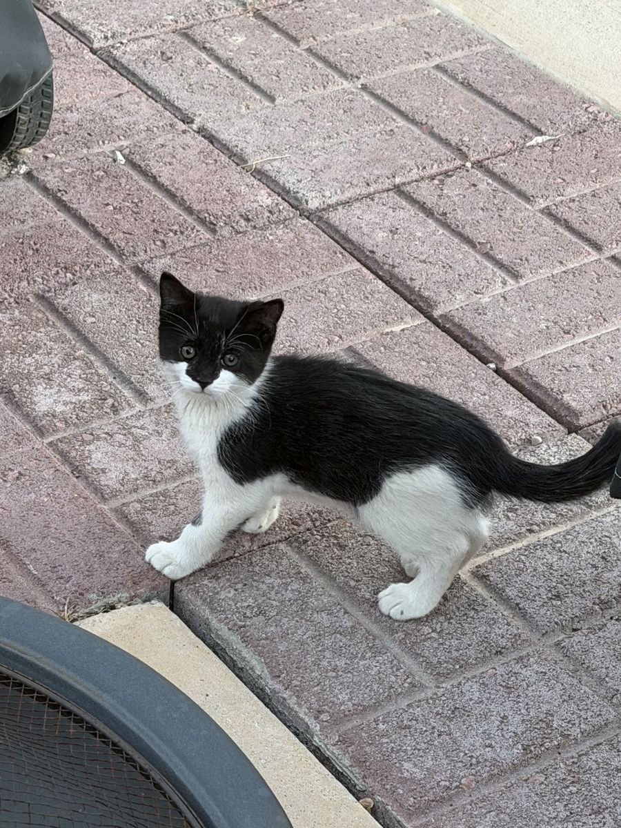 Kittens