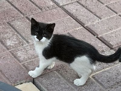 Kittens