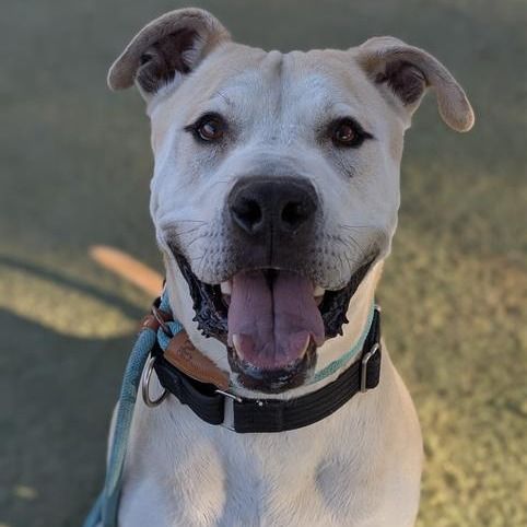 Hello my name is Mr. Bowser