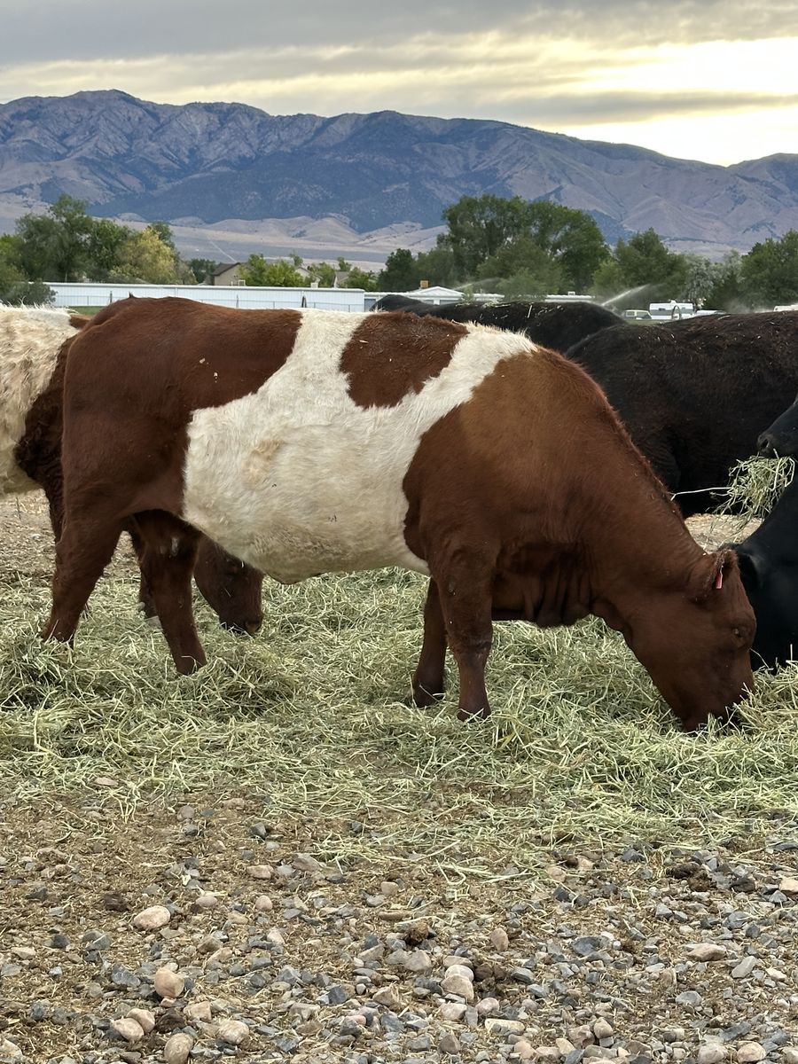 Purebred Red Belted Galloway Cow – $1,800