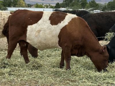 Purebred Red Belted Galloway Cow – $1,800