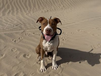 8 month old puppy