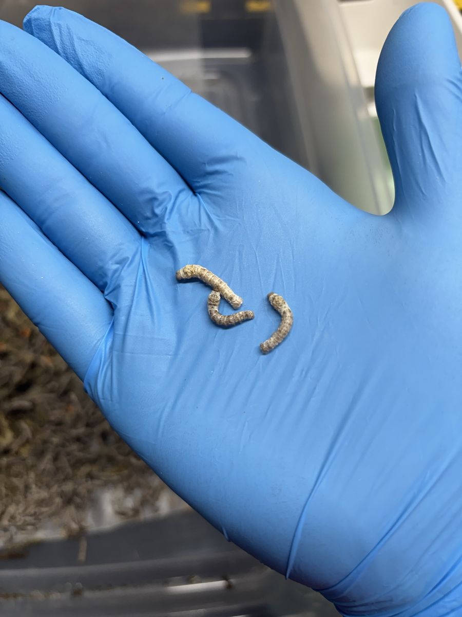Silkworms