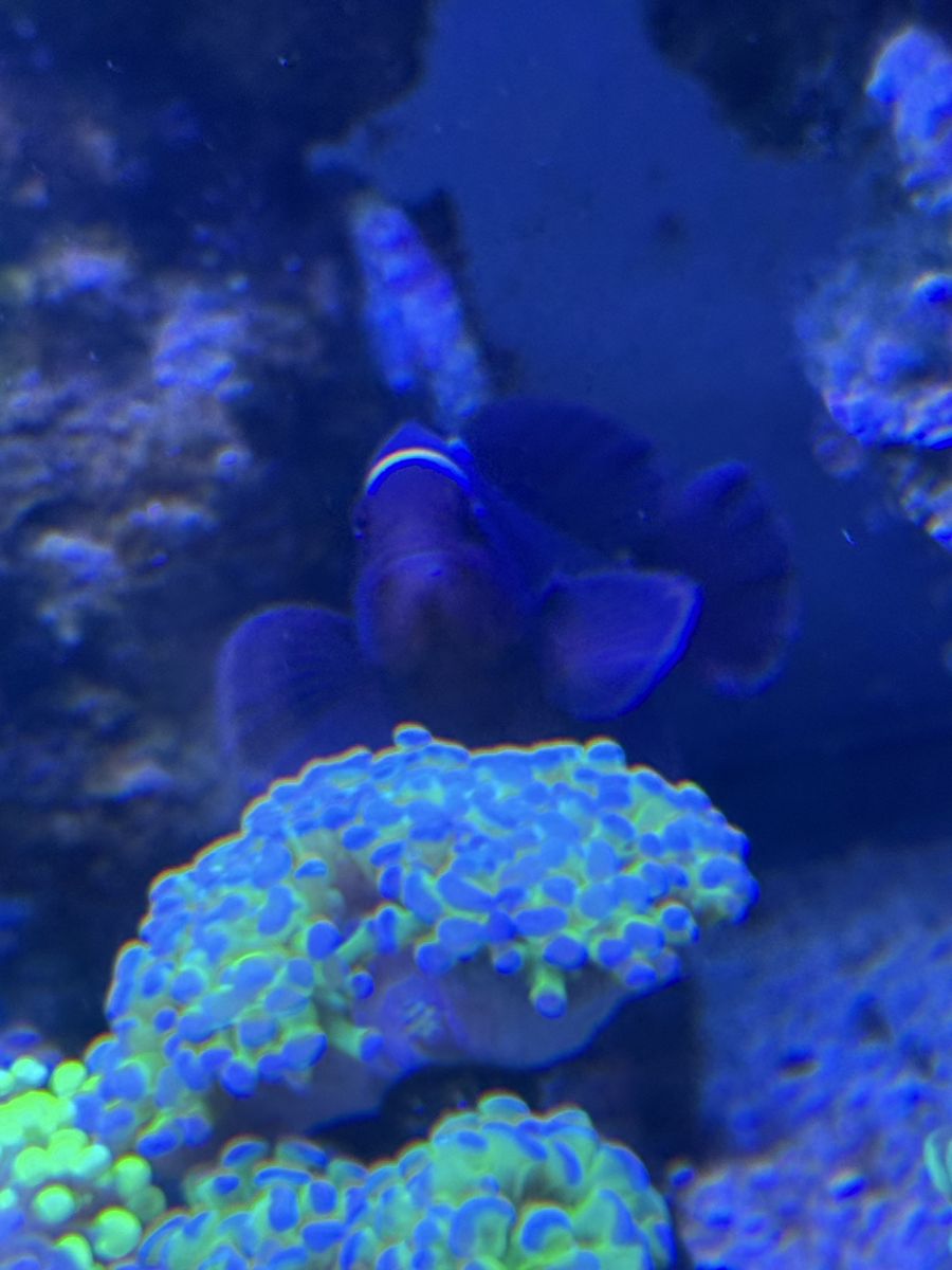 Maroon Clownfish