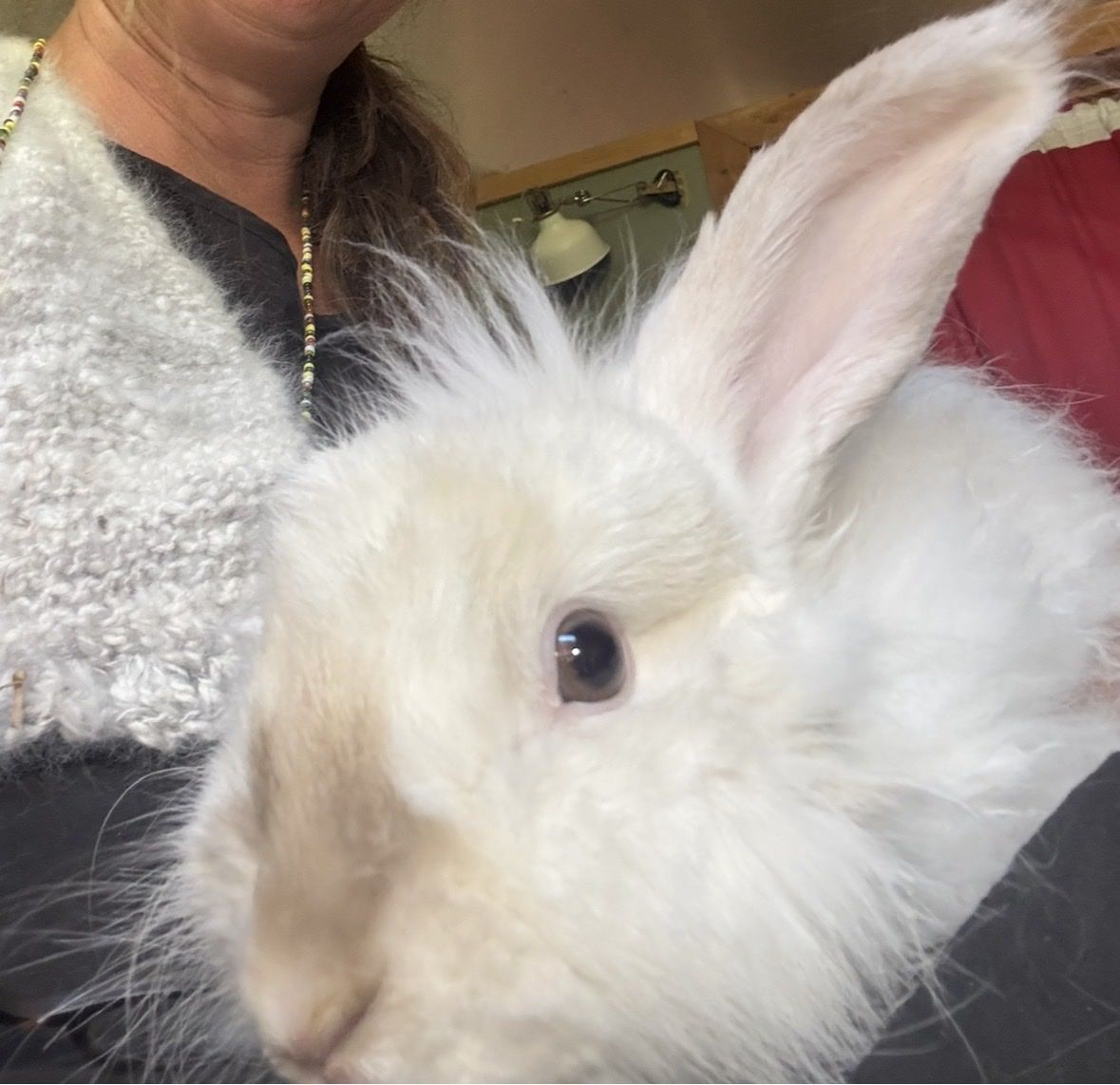 Angora Rabbits - Proven Bucks & Does for Sale - Fiber Animals