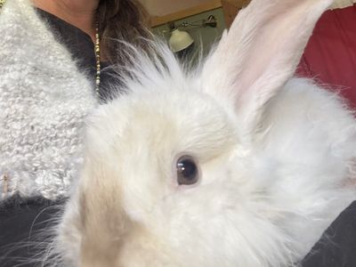 Angora Rabbits - Proven Bucks & Does for Sale - Fiber Animals