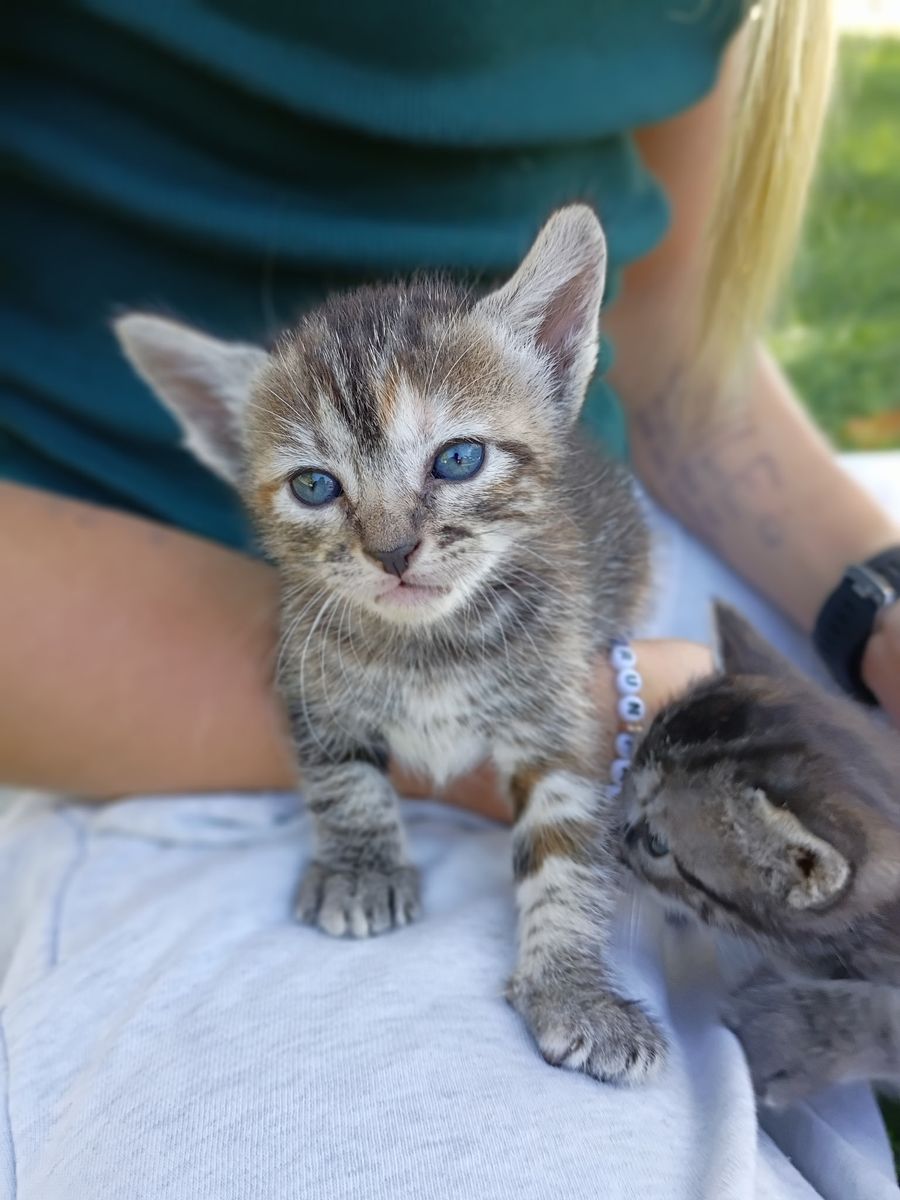 Cutest Baby Kittens!