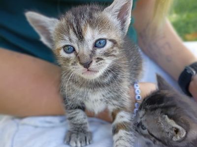 Cutest Baby Kittens!