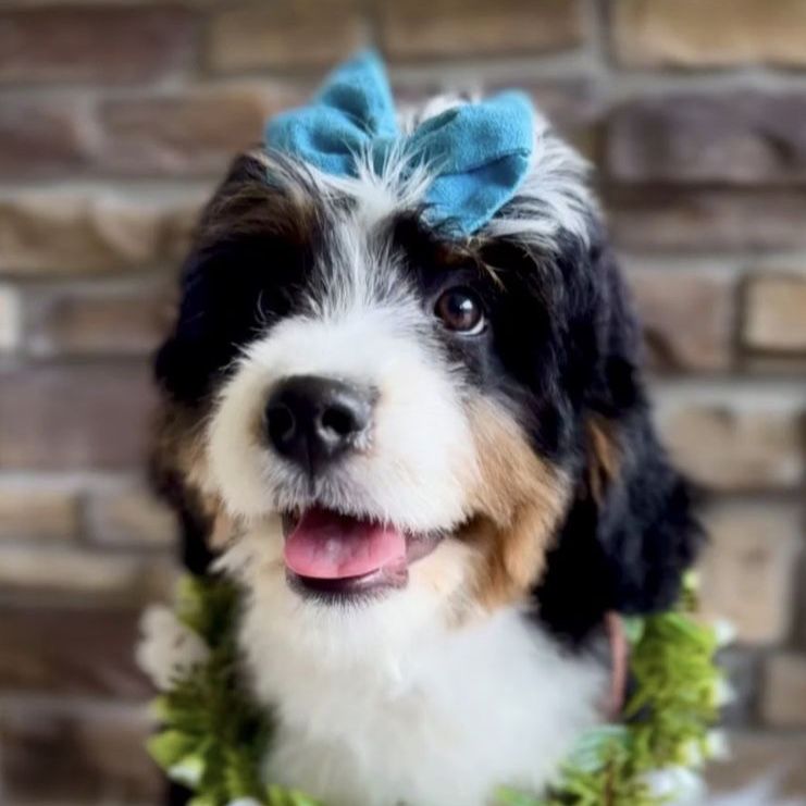 Bernedoodle