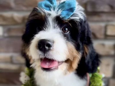 Bernedoodle