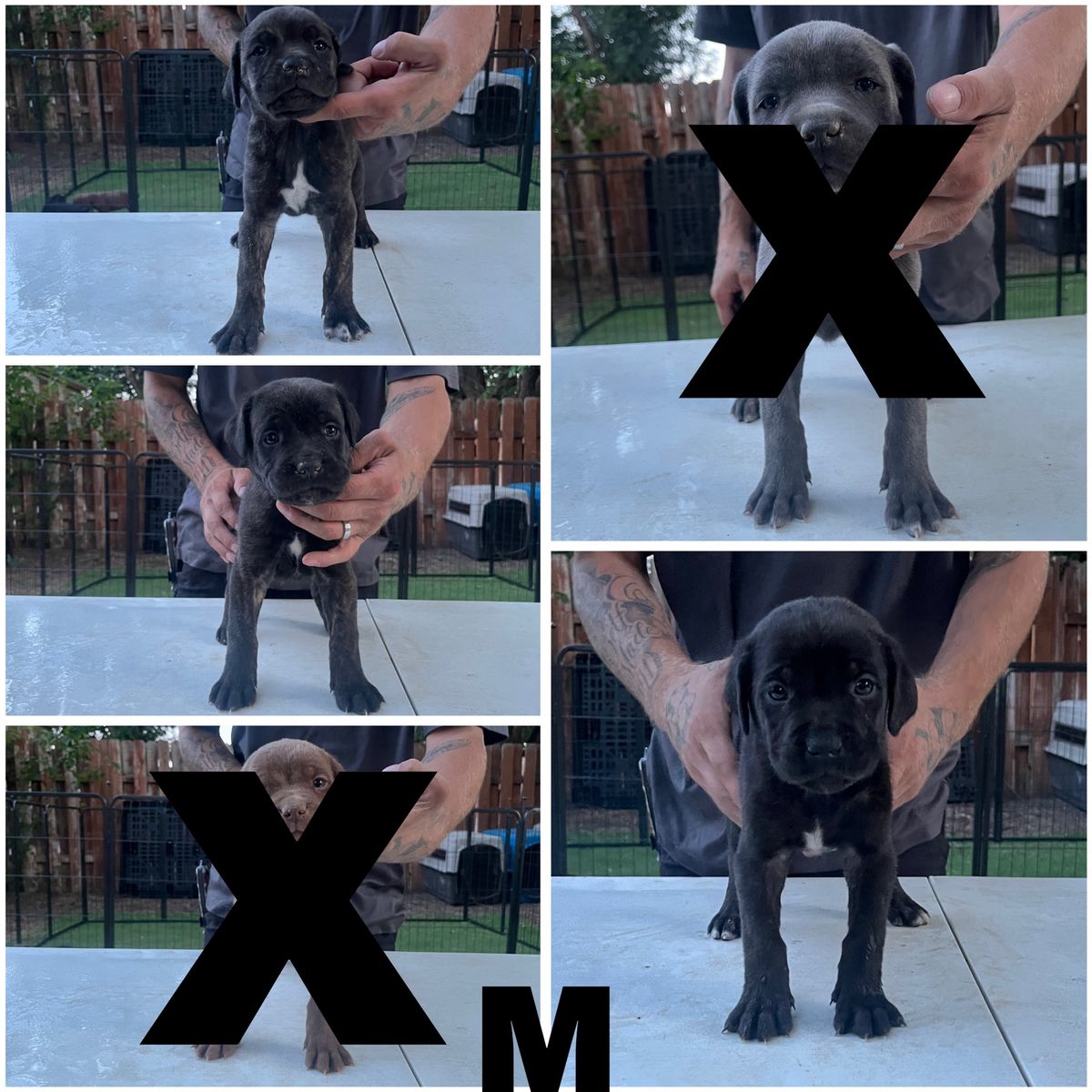 Cane Corso Puppies - Male & Female Available