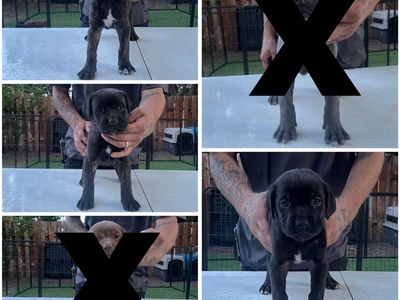Cane Corso Puppies - Male & Female Available