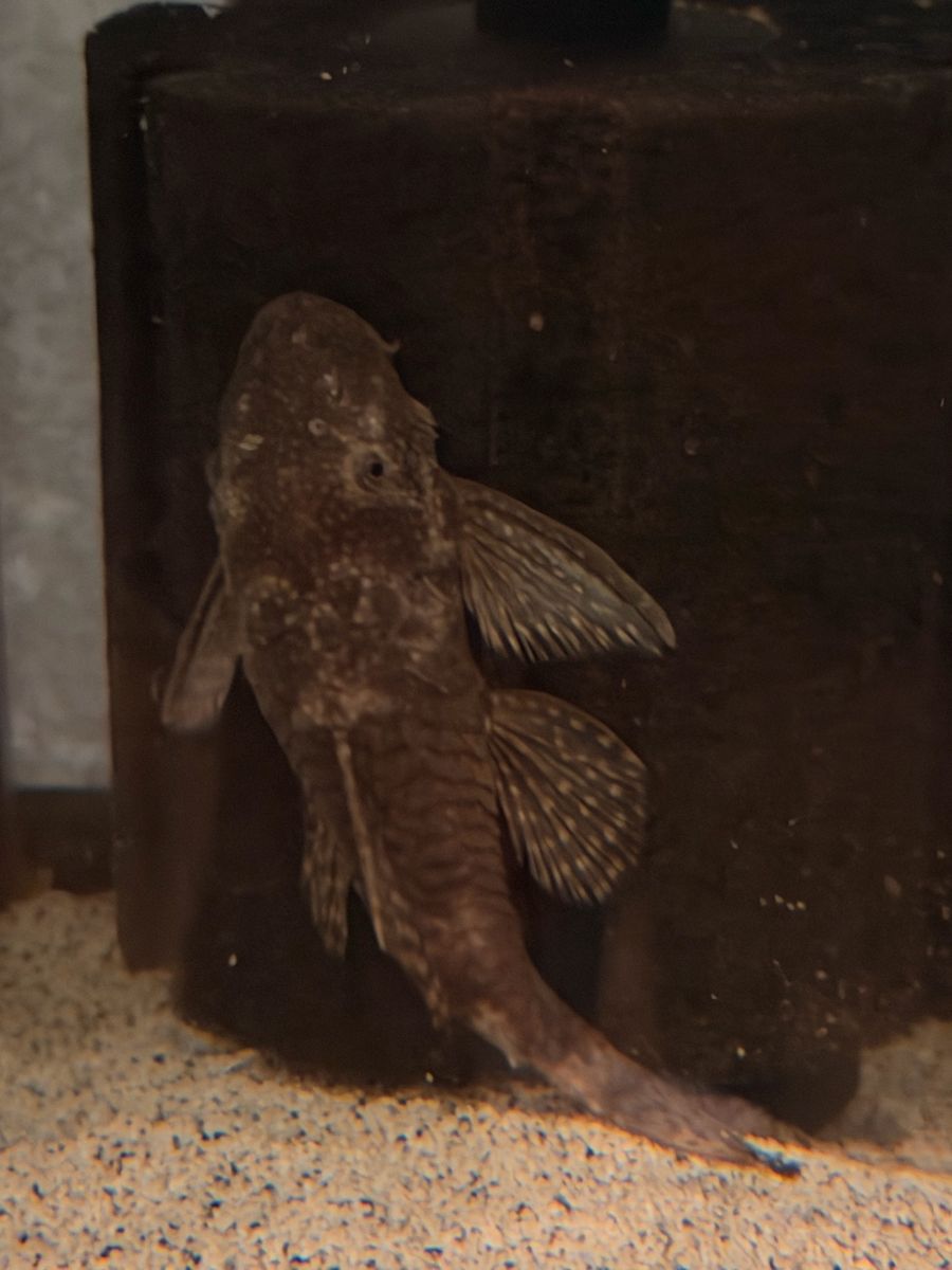 Common Pleco