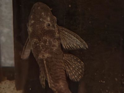 Common Pleco