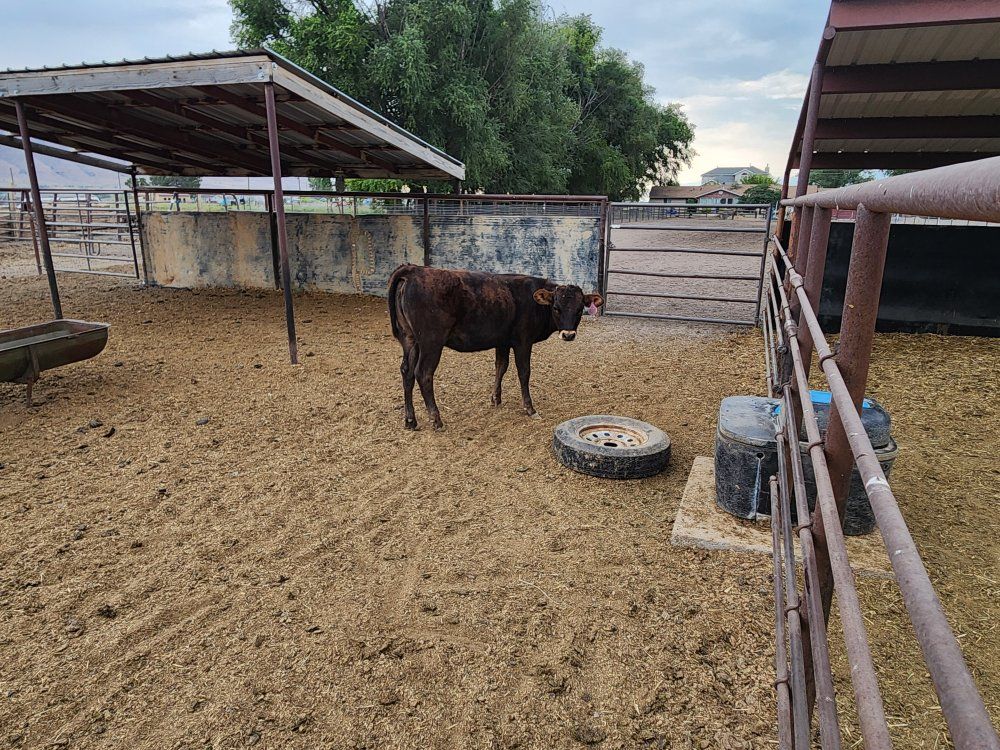 Beef Heifer