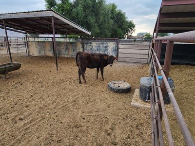 Beef Heifer