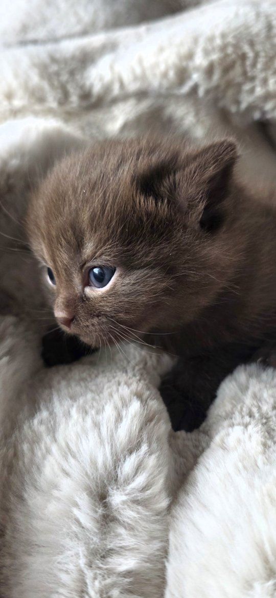 deposit recieved..scottish male kitten