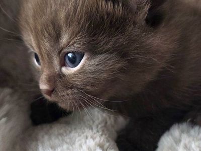 deposit recieved..scottish male kitten