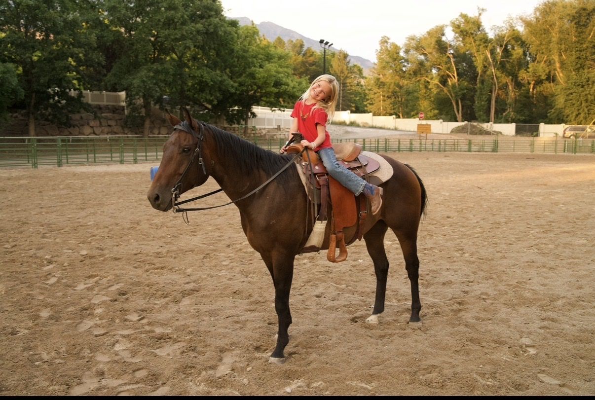 AQHA 4 year old beautiful registered bay 15 hands