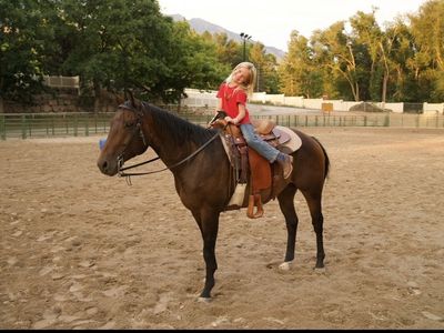 AQHA 4 year old beautiful registered bay 15 hands